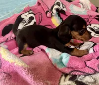 Opal, a female Miniature Dachshund for sale in Selmer, TN – 9 of 10