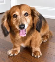 gray boy Dachshund , a male Miniature Dachshund for sale in Selmer, TN – 5 of 5