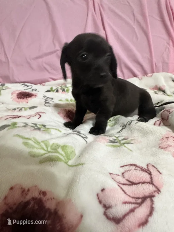 Olivia  – Miniature Dachshund puppy for sale in Selmer, TN