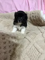 Timmy, a male Shih Tzu for sale in Selmer, TN – 2 of 10