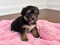 Pink girl, a female Shihpoo and Yorkshire Terrier for sale in Selmer, TN – 1 of 8