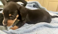 Otto, a male Miniature Dachshund for sale in Selmer, TN – 9 of 10