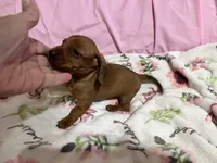 Bayley, a female Miniature Dachshund for sale in Selmer, TN – 5 of 10