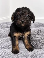 Gray girl , a female Shihpoo and Yorkshire Terrier for sale in Selmer, TN – 4 of 6