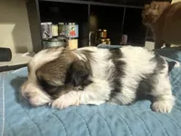 Shorkie  Reign, a female Shorkie for sale in Selmer, TN – 4 of 5