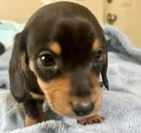 Otto, a male Miniature Dachshund for sale in Selmer, TN – 1 of 10