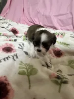 Tabby , a female Shih Tzu for sale in Selmer, TN – 3 of 10