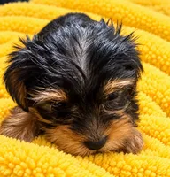 Yellow boy , a male Yorkshire Terrier for sale in Selmer, TN – 4 of 6