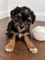 White boy , a male Shihpoo and Yorkshire Terrier for sale in Selmer, TN – 2 of 7