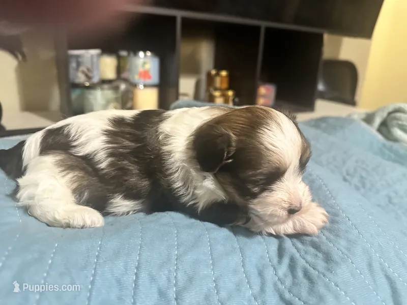 Shorkie  Reign – Shorkie puppy for sale in Selmer, TN