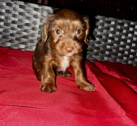 Girl 16 , a female Shih Tzu and Miniature Dachshund for sale in Selmer, TN – Photo 6 of 7