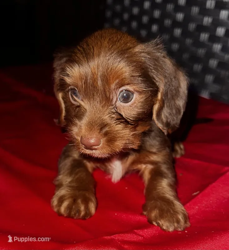 Girl 16  – Shih Tzu, Miniature Dachshund puppy for sale in Selmer, TN