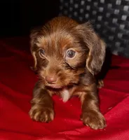 Girl 16 , a female Shih Tzu and Miniature Dachshund for sale in Selmer, TN – Photo 1 of 7