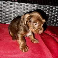 Girl 16 , a female Shih Tzu and Miniature Dachshund for sale in Selmer, TN – Photo 4 of 7