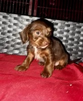 Girl 16 , a female Shih Tzu and Miniature Dachshund for sale in Selmer, TN – Photo 3 of 7