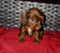 Girl 16 , a female Shih Tzu and Miniature Dachshund for sale in Selmer, TN – Photo 2 of 7