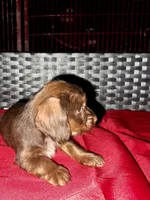 Girl 16 , a female Shih Tzu and Miniature Dachshund for sale in Selmer, TN – Photo 7 of 7