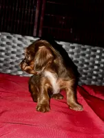 Girl 16 , a female Shih Tzu and Miniature Dachshund for sale in Selmer, TN – Photo 5 of 7