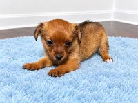 Boy , a male Chorkie for sale in Selmer, TN – 3 of 6