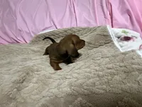 Brody, a male Miniature Dachshund for sale in Selmer, TN – 3 of 10