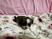 Tabby , a female Shih Tzu for sale in Selmer, TN – 9 of 10