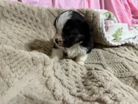 Tommy, a male Shih Tzu for sale in Selmer, TN – 2 of 10