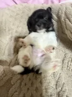 Timmy, a male Shih Tzu for sale in Selmer, TN – 10 of 10