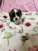 Tabby , a female Shih Tzu for sale in Selmer, TN – 7 of 10