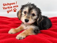 Red girl ready , a female Shihpoo and Yorkshire Terrier for sale in Selmer, TN – 3 of 5
