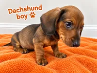 Orange boy Dachshund , a male Miniature Dachshund for sale in Selmer, TN – 3 of 5