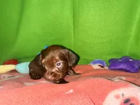 Girl 8 , a female Shih Tzu and Miniature Dachshund for sale in Selmer, TN – Photo 6 of 9