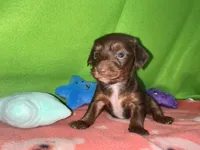 Girl 8 , a female Shih Tzu and Miniature Dachshund for sale in Selmer, TN – Photo 1 of 9