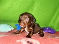 Girl 8 , a female Shih Tzu and Miniature Dachshund for sale in Selmer, TN – Photo 9 of 9