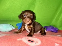 Girl 8 , a female Shih Tzu and Miniature Dachshund for sale in Selmer, TN – Photo 7 of 9