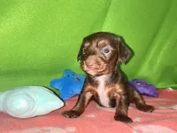 Girl 8 , a female Shih Tzu and Miniature Dachshund for sale in Selmer, TN – Photo 3 of 9