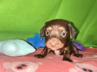 Girl 8 , a female Shih Tzu and Miniature Dachshund for sale in Selmer, TN – Photo 5 of 9