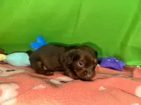 Girl 8 , a female Shih Tzu and Miniature Dachshund for sale in Selmer, TN – Photo 2 of 9