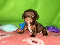 Girl 8 , a female Shih Tzu and Miniature Dachshund for sale in Selmer, TN – Photo 8 of 9