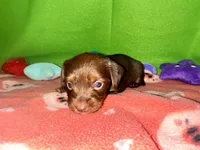 Girl 8 , a female Shih Tzu and Miniature Dachshund for sale in Selmer, TN – Photo 4 of 9