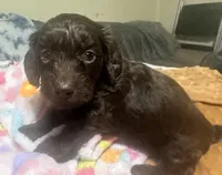 Hershey, a female Doxiepoo for sale in Selmer, TN – 5 of 10