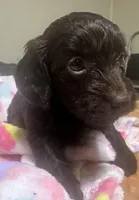 Hershey, a female Doxiepoo for sale in Selmer, TN – 2 of 10