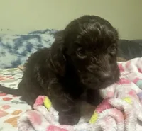 Hershey, a female Doxiepoo for sale in Selmer, TN – 4 of 10
