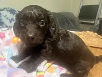 Hershey, a female Doxiepoo for sale in Selmer, TN – 9 of 10