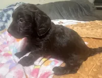 Hershey, a female Doxiepoo for sale in Selmer, TN – 8 of 10