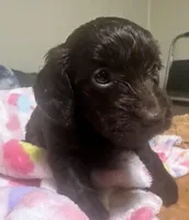 Hershey, a female Doxiepoo for sale in Selmer, TN – 3 of 10