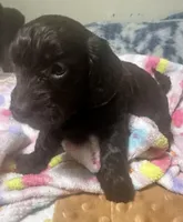 Hershey, a female Doxiepoo for sale in Selmer, TN – 1 of 10