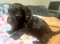 Hershey, a female Doxiepoo for sale in Selmer, TN – 6 of 10