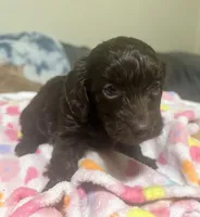 Hershey, a female Doxiepoo for sale in Selmer, TN – 10 of 10