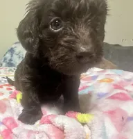 Hershey, a female Doxiepoo for sale in Selmer, TN – 7 of 10