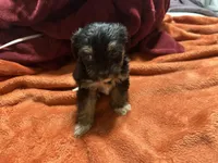 Boy 14 , a male Shihpoo and Yorkshire Terrier for sale in Selmer, TN – Photo 5 of 7